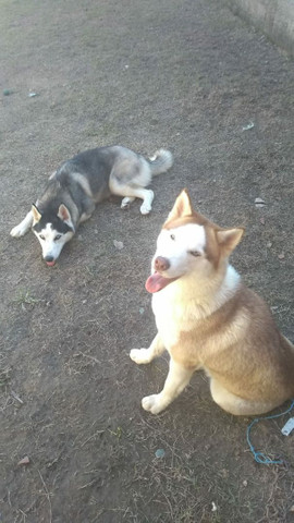 Husky siberiano - Foto 2