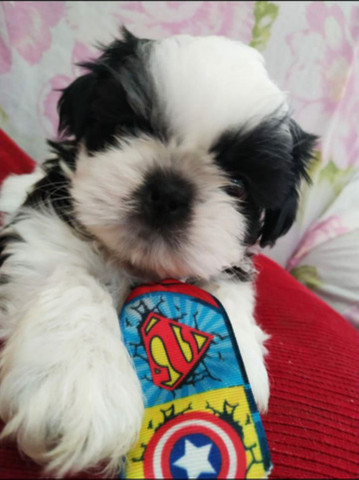 ShihTzu Dóceis