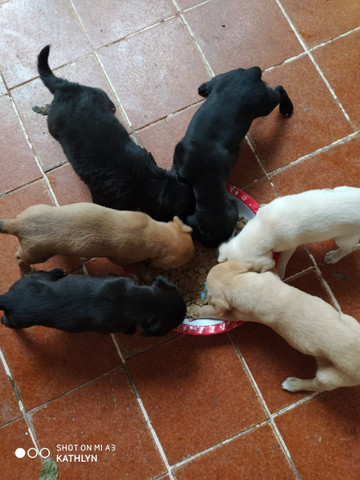 Doação de Cachorros - Foto 4