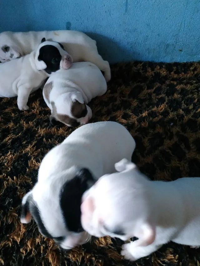 Bulldog francês  - Foto 2