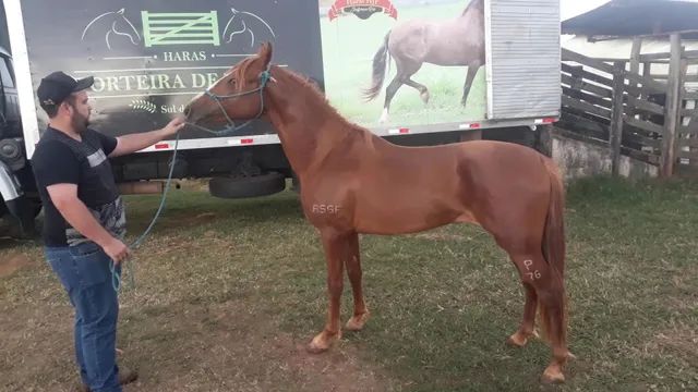 Cavalo filho do GALANTE DO EXPOENTE 