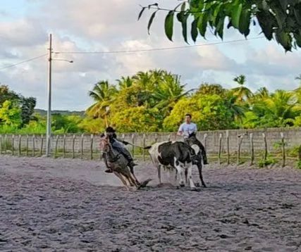 Cavalo de Vaquejada  - Foto 2
