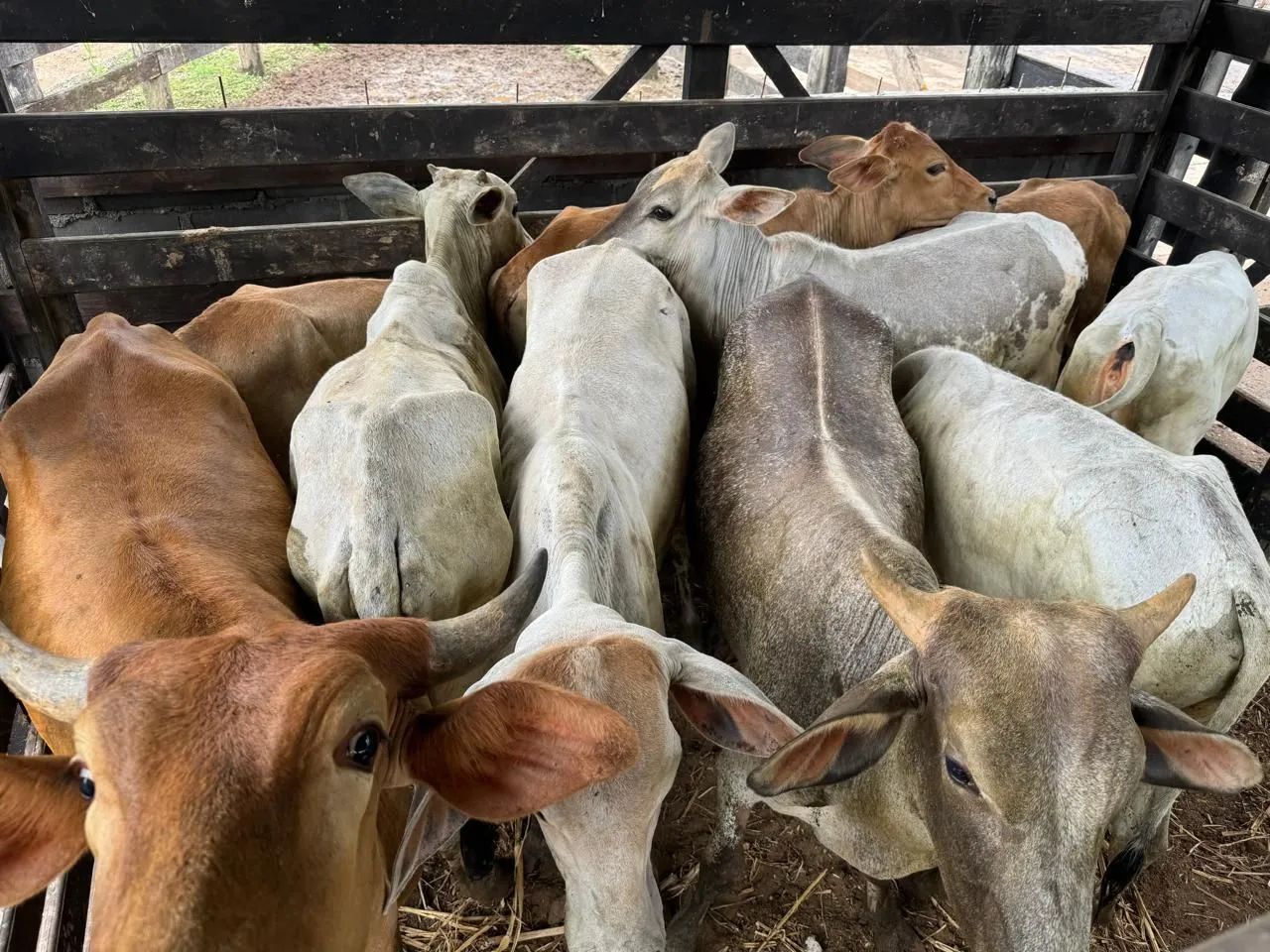 Bezerros Nelore -e uns mestiço  - Foto 3