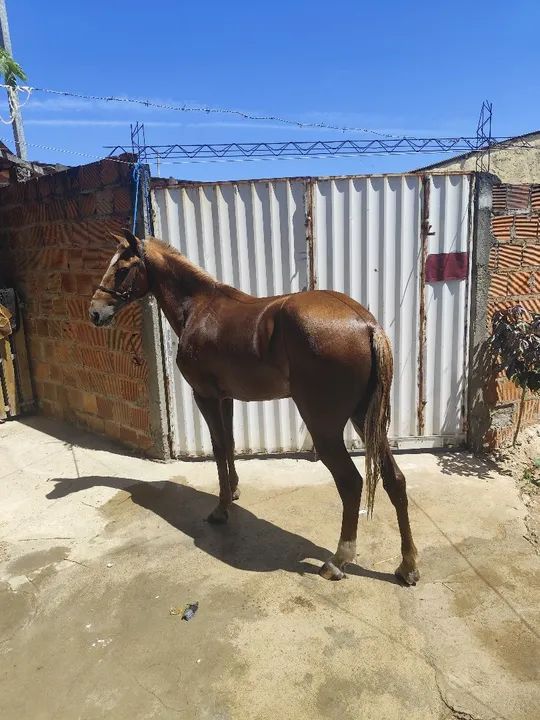 Cavalo mestiço  - Foto 4