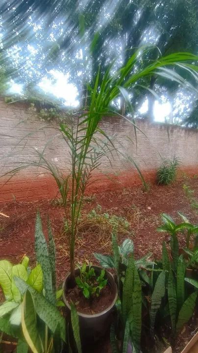 Muda de Planta Palmeira - Foto 4