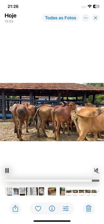 25 Novilhas girolando por R$61,500 e pra vender e nao trocat - Foto 6