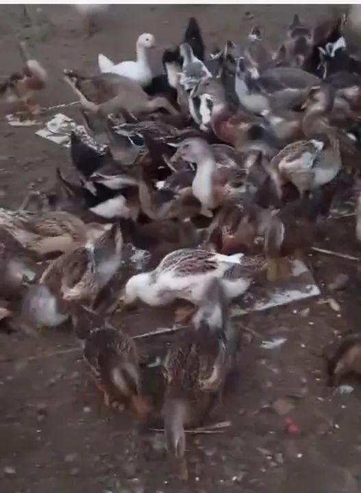  Vende-se Marrecos e Marrecas  - Foto 3