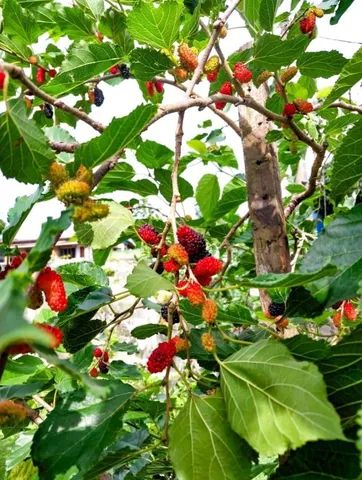casa aconchegante em balneário de ponta da fruta - Foto 15