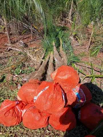 mudas da gueiroba ou guariroba adultas  para paisagismo 3 metros  - Foto 5