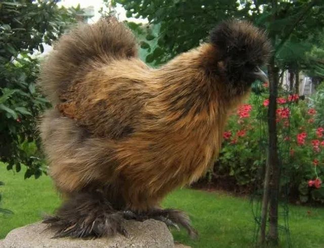 Pintinhos de Galinha Sedosa  - Foto 3