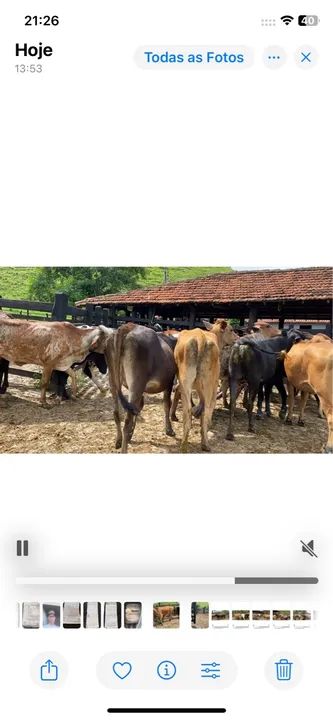 25 Novilhas girolando por R$61,500 e pra vender e nao trocat - Foto 5