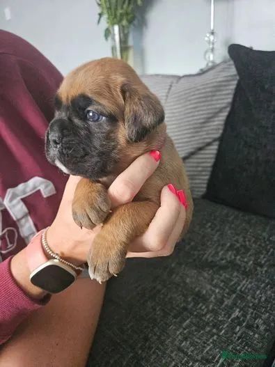 Boxer fofurinhas disponíveis fêmeas e machos  - Foto 3