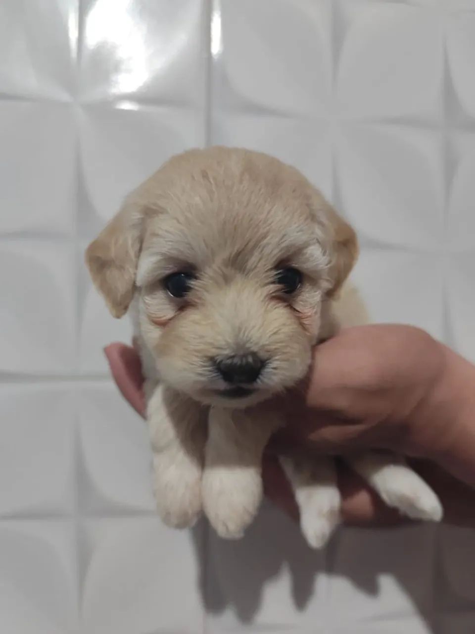 Filhote de Poodle - Foto 2