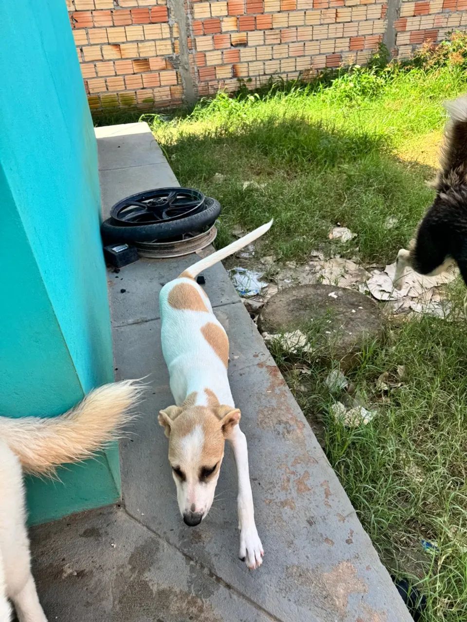 Doa-se cachorrinha - Foto 2