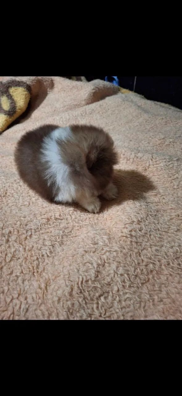 Filhote de Spitz Alemão macho e fêmea  - Foto 2