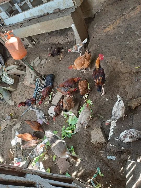 Galinhas caipira barato 