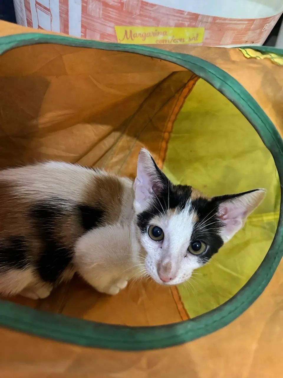 Gatinha tricolor fofa para adoção