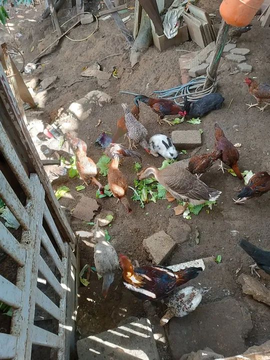 Galinhas caipira barato  - Foto 2