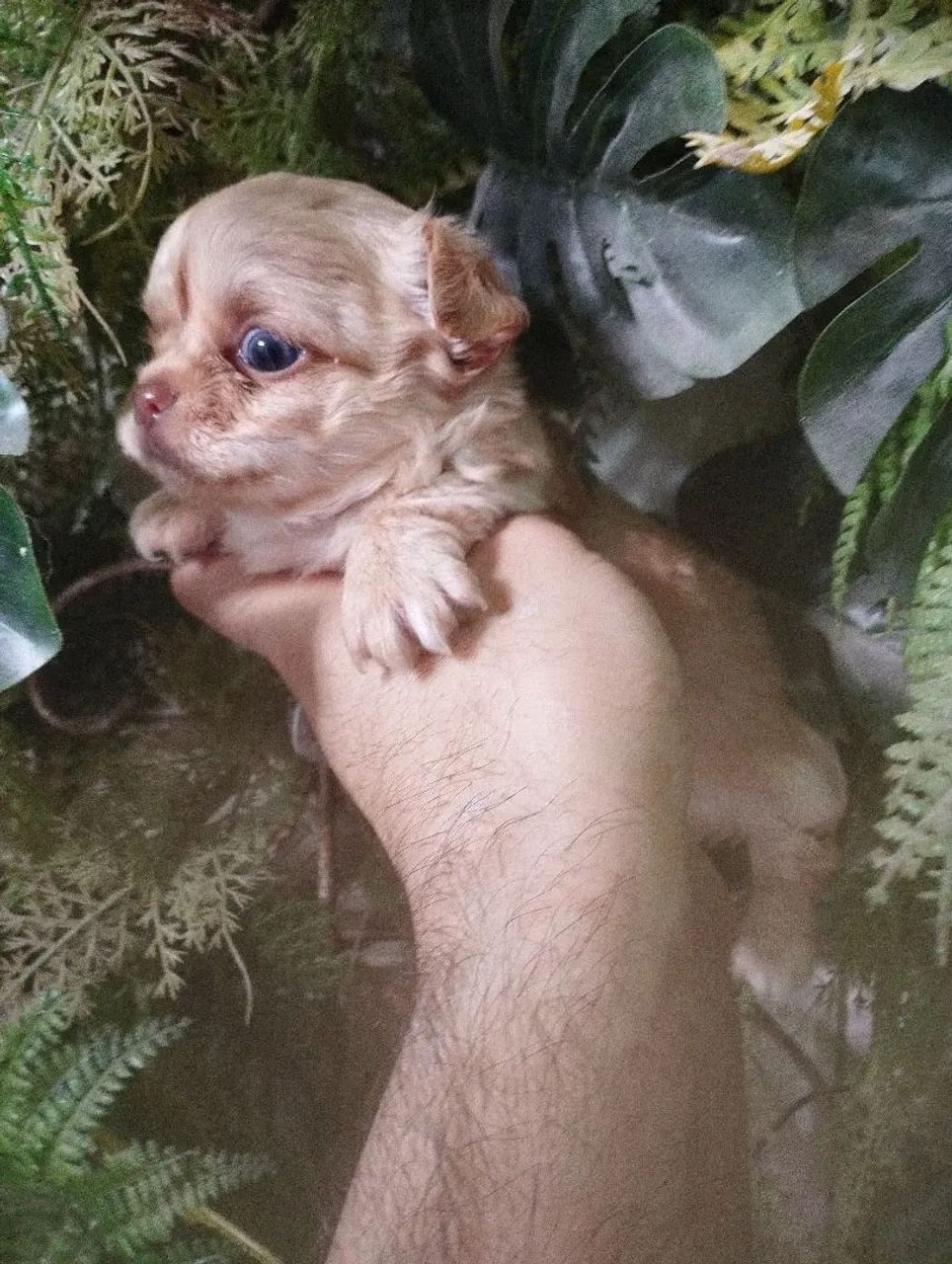 Filhote de Chihuahua - Pelagem Clara e Olhos Azuis - Foto 3