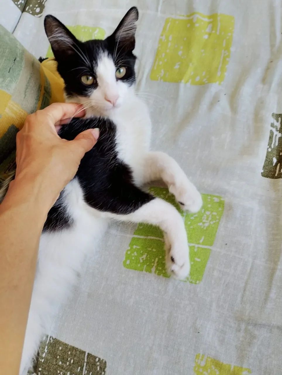 Filhote de gatinho macho castrado e testado para adoção - Foto 2