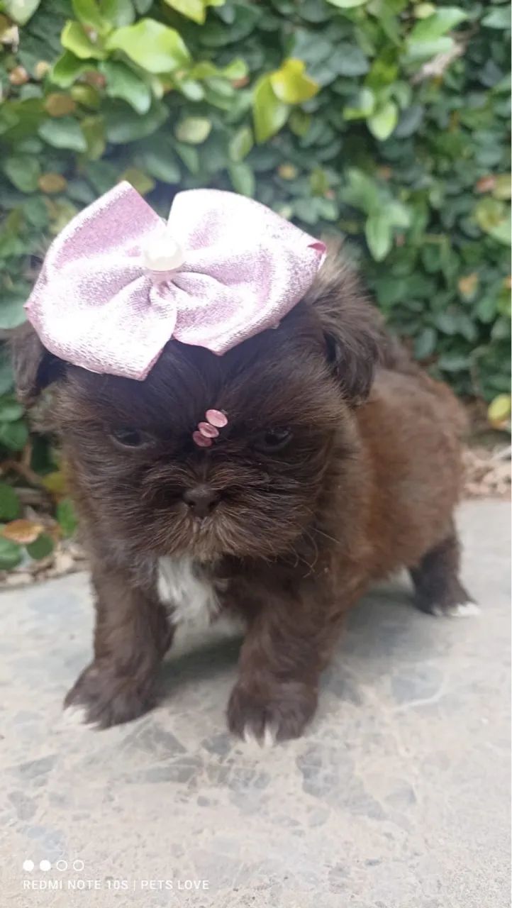 ShihTzu fêmea chocolate - Foto 4