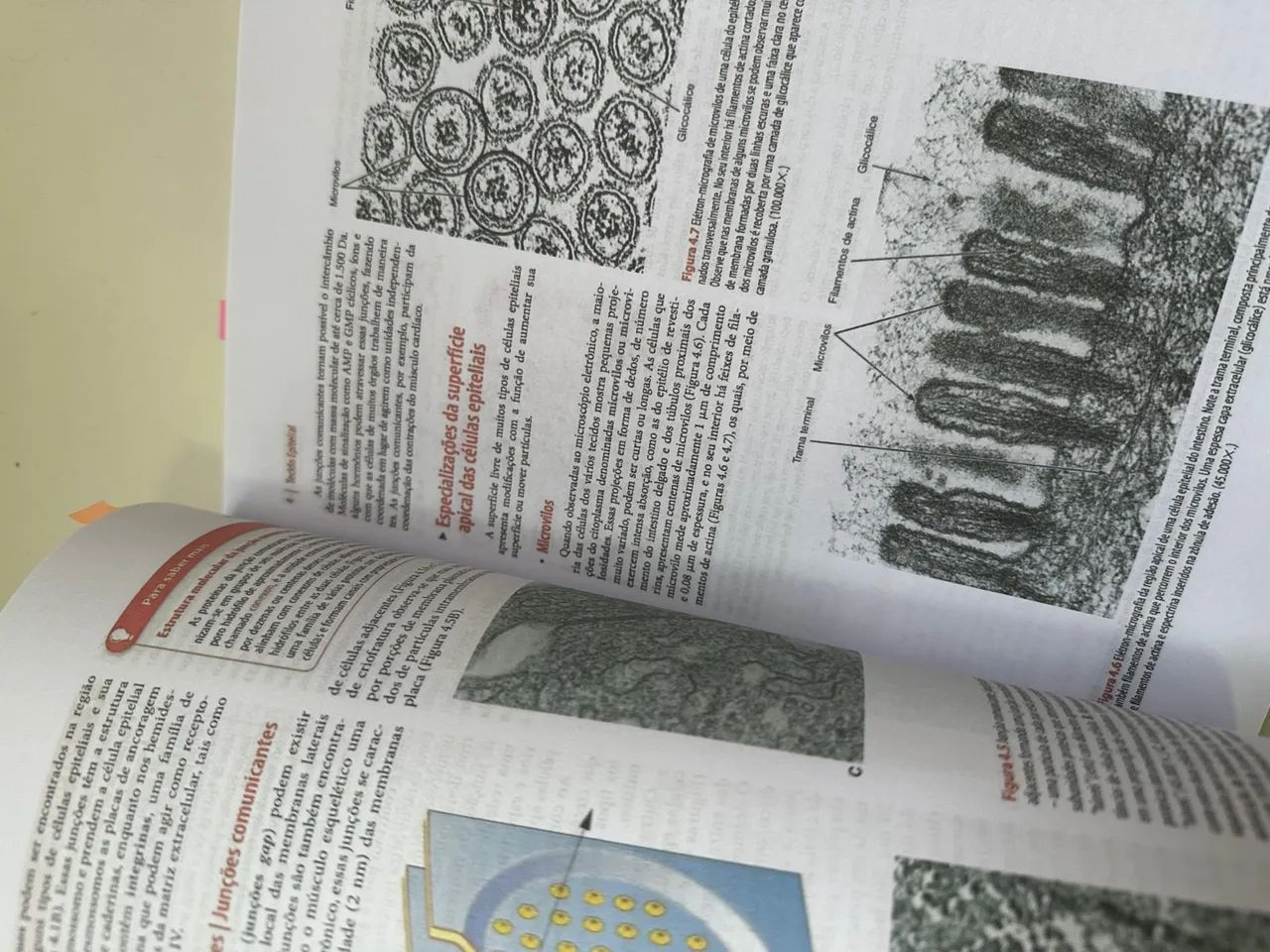 Histologia básica  - Foto 3