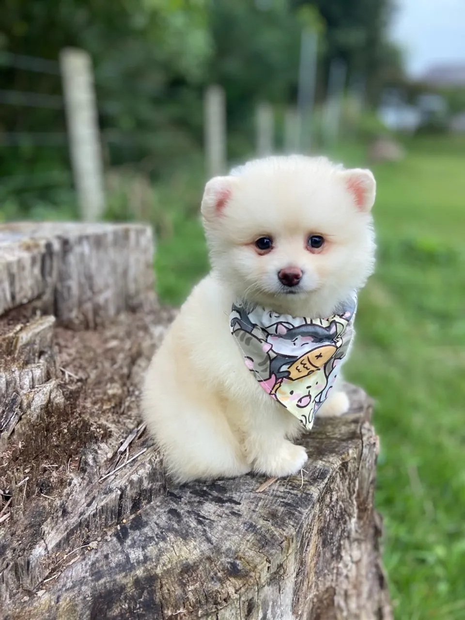 Filhotes de spitz alemão