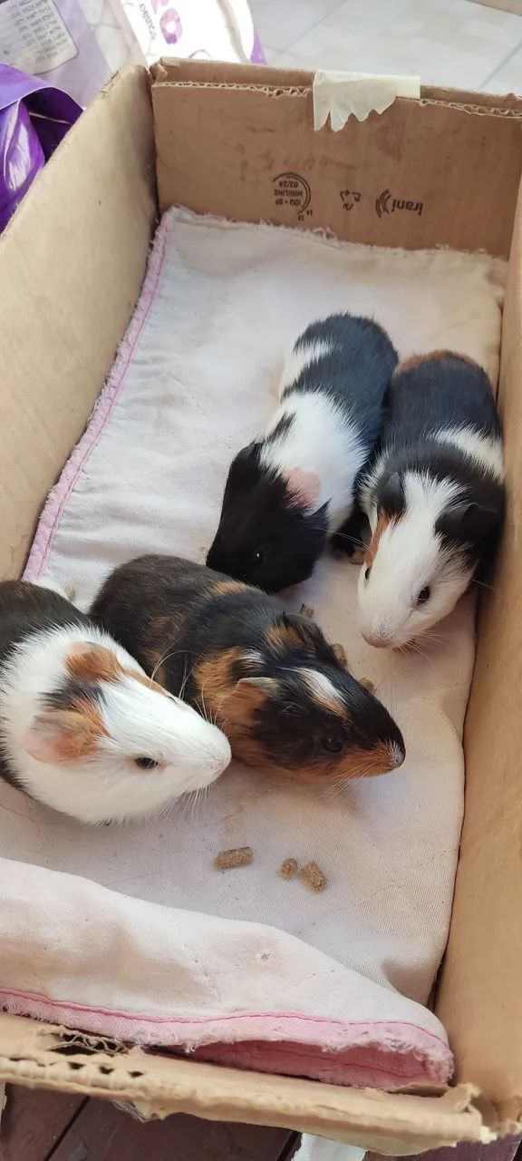 Filhotes de Porquinhos da índia