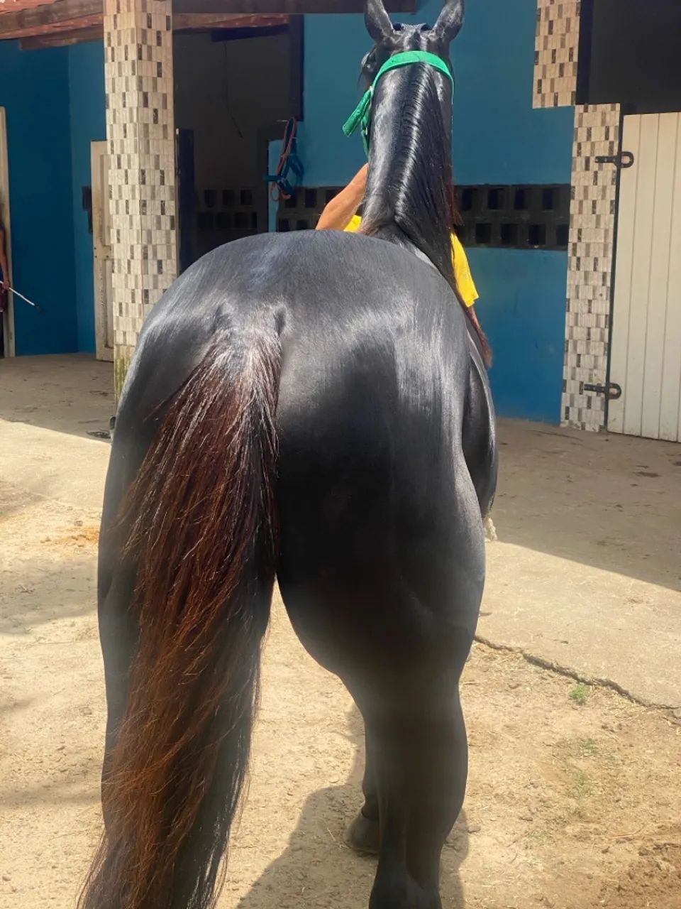 Cavalo de direita  - Foto 3