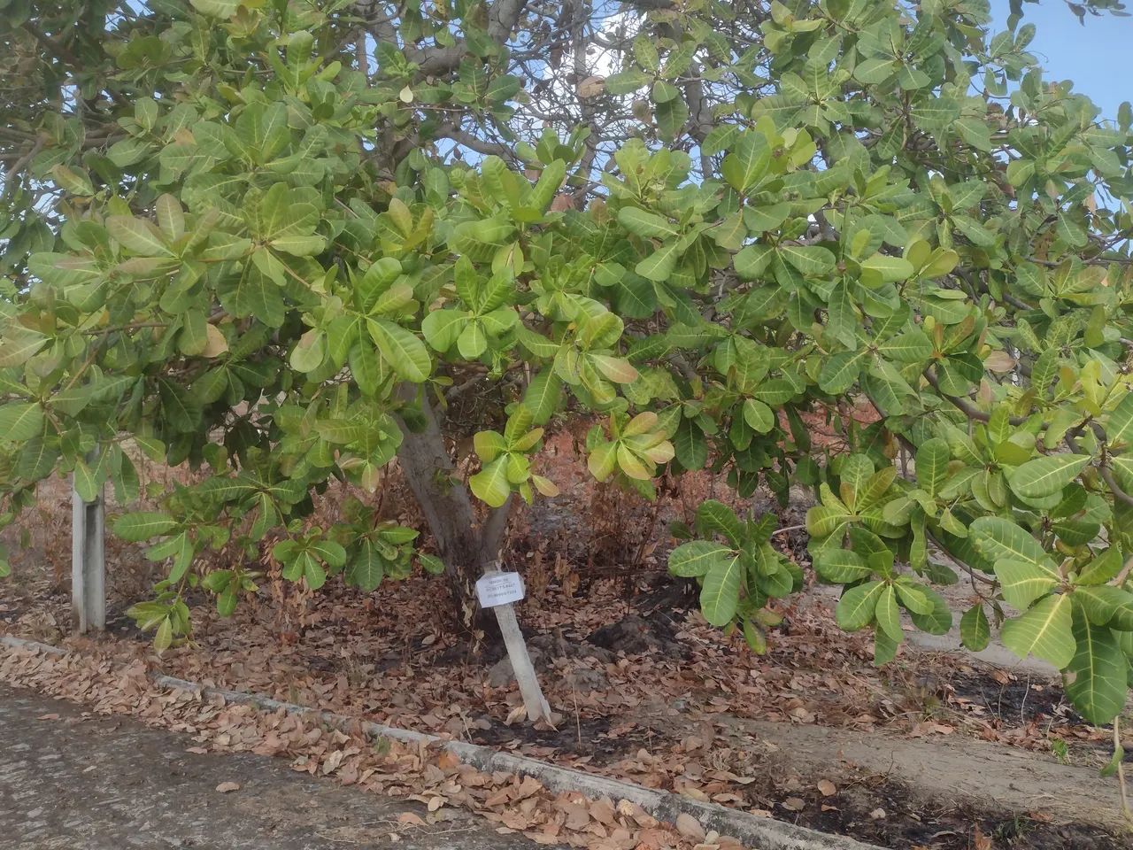 Terreno área plana A partir de 20Mil - Foto 7