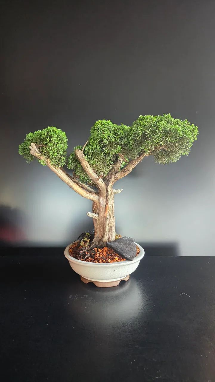 Bonsai de Shimpaku 15 anos 