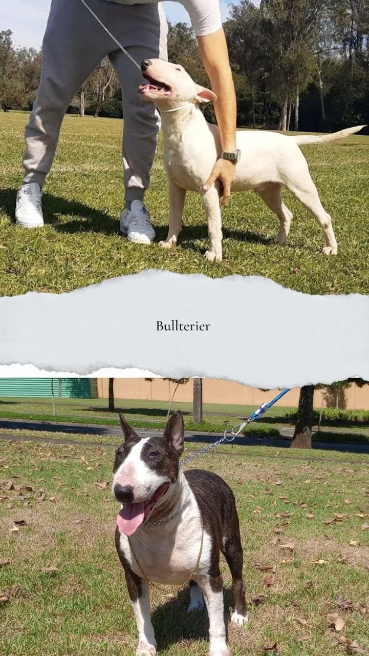 Bullterier -Bebês fêmeas disponíveis p/ reserva!  