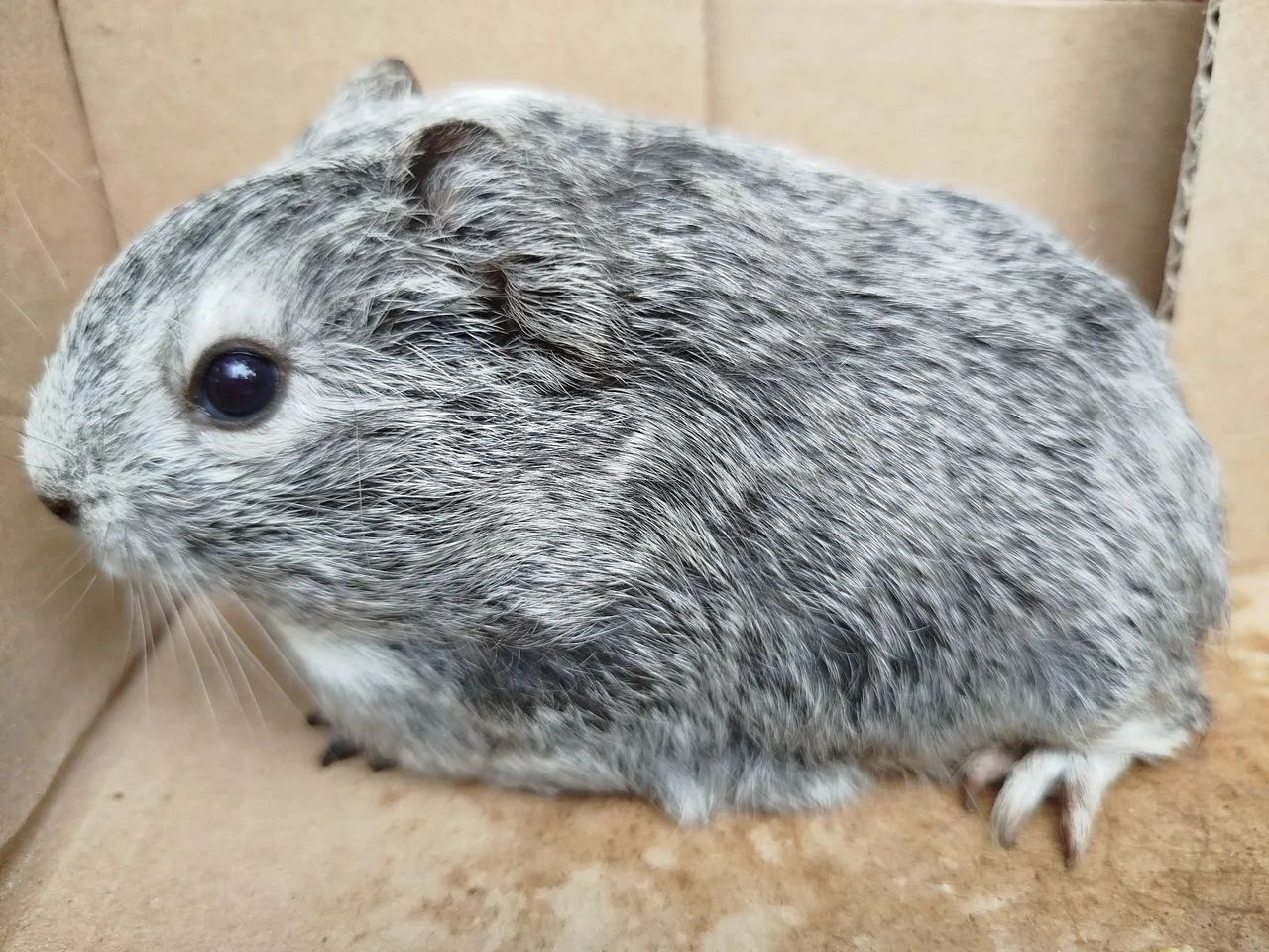 Porquinhos da índia  - Foto 5