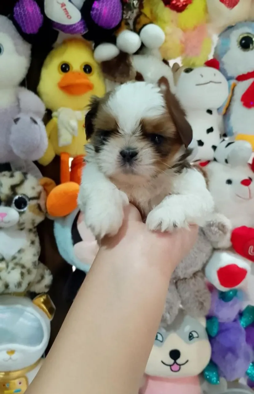 Shihtzu promoção