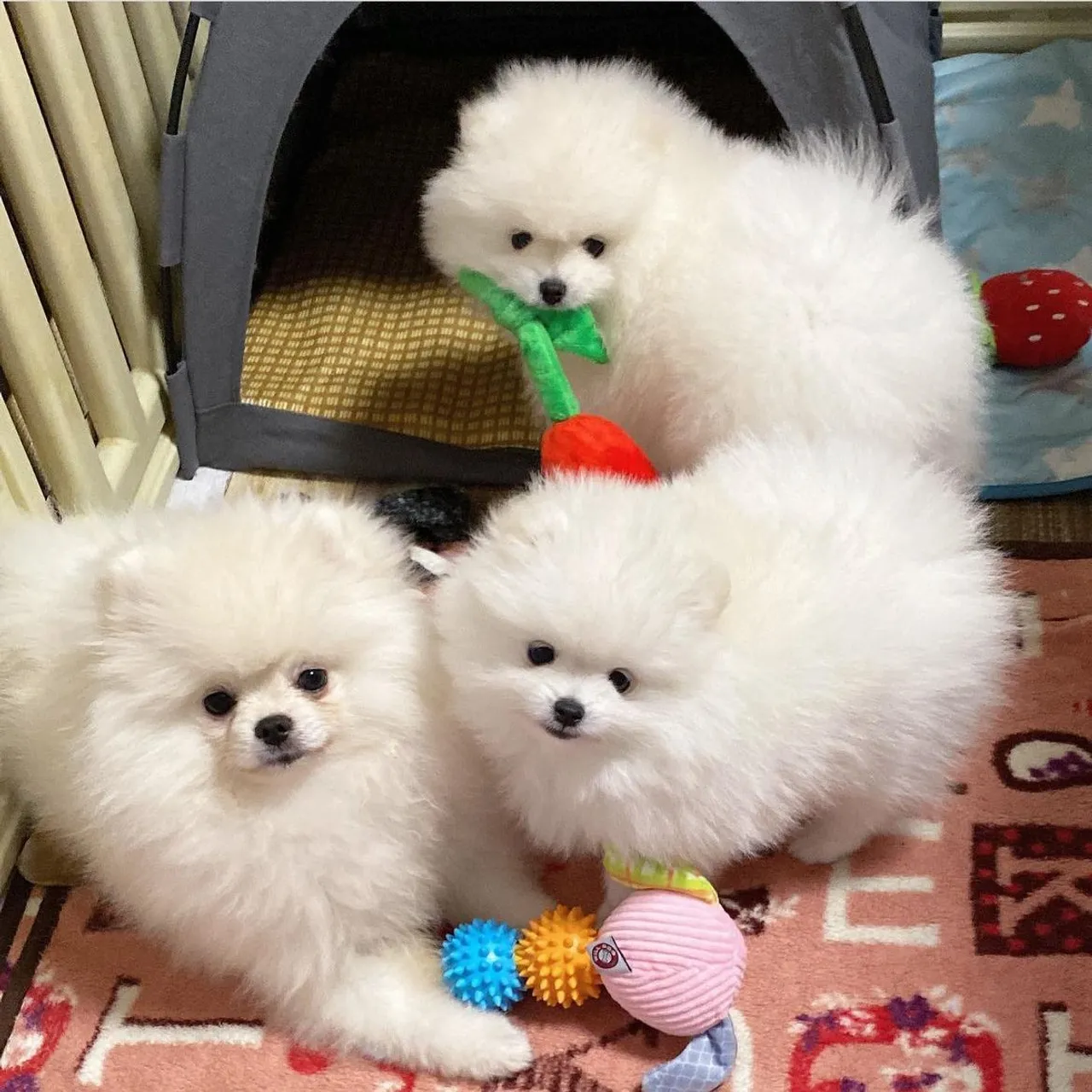 Spitz Alemão Anão ursinho Lulu da pomerania 