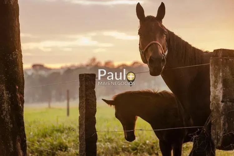 Terreno à venda em Jaguariúna, Haras Patente, com 802 m², Haras Patente - Foto 8