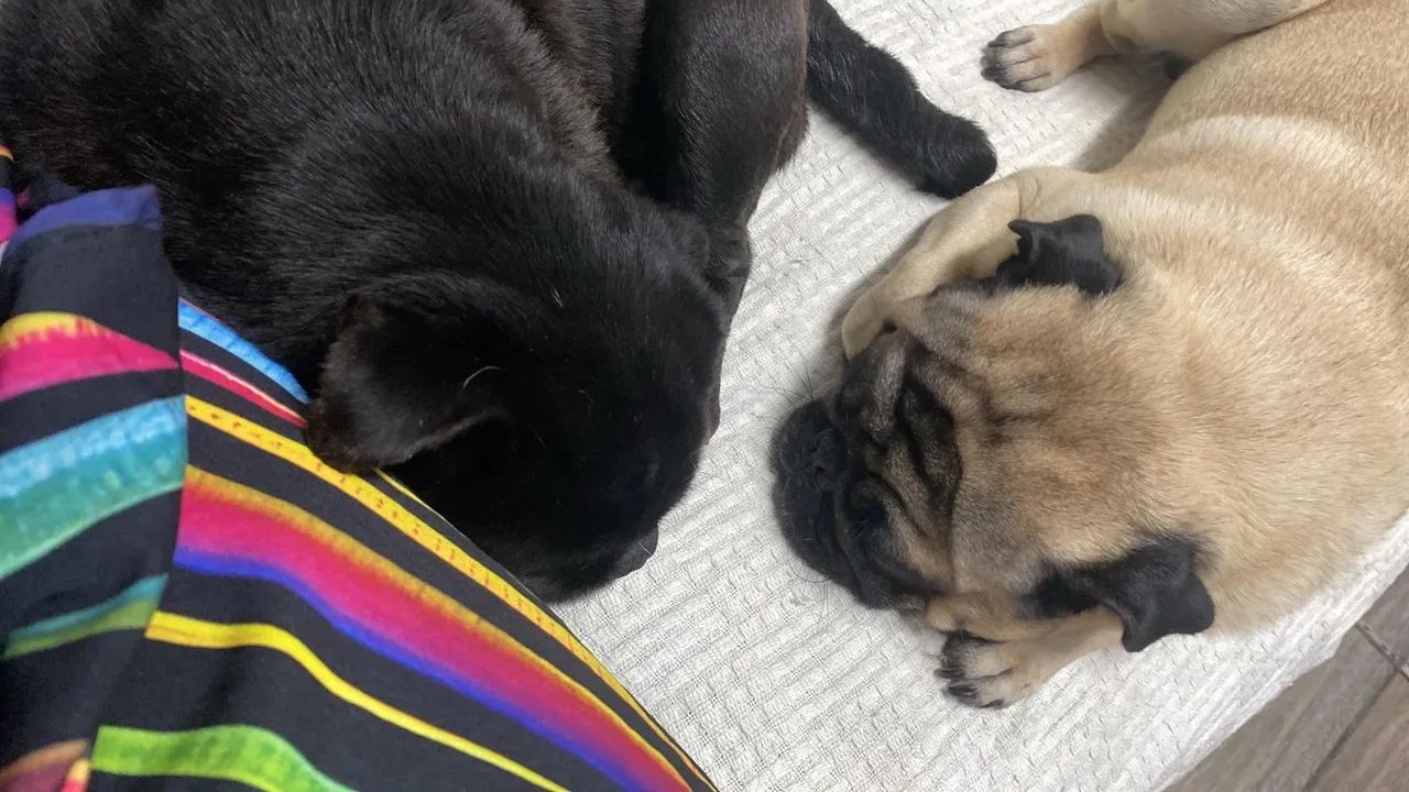 Fêmea de pug black prenha  - Foto 2