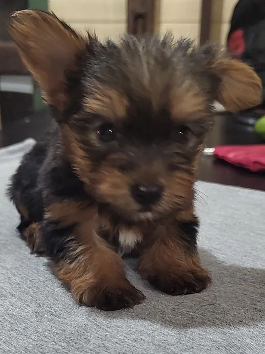 Lindos filhotes de Yorkshire Terrier! - Foto 6