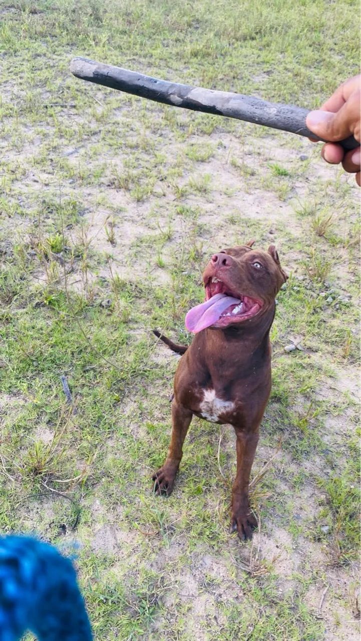 Pitbull APBT  - Foto 3