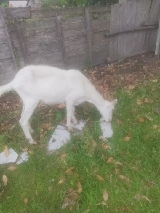 Cabrita raça Saanen boa pra leite 