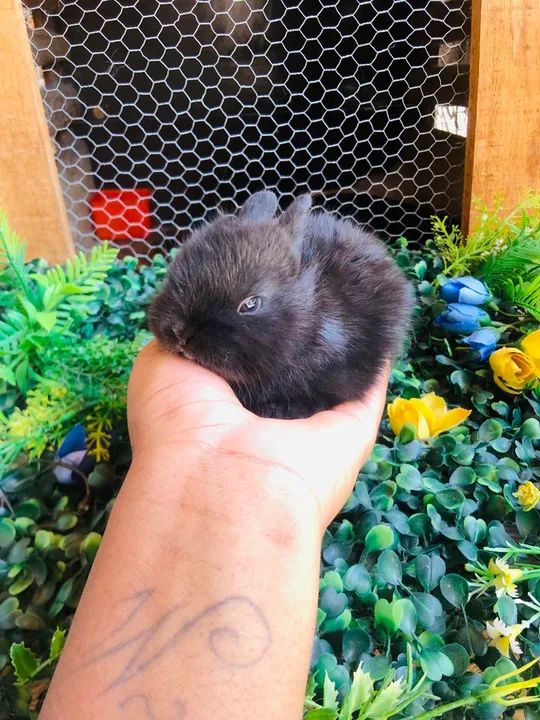 Filhote de coelho anão da raça netherland dwarf black - macho linhagem importada  - Foto 4