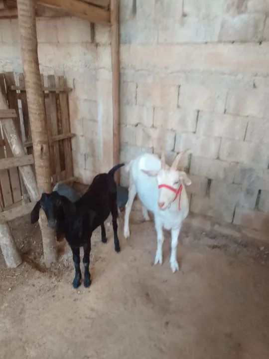 Cabras para venda