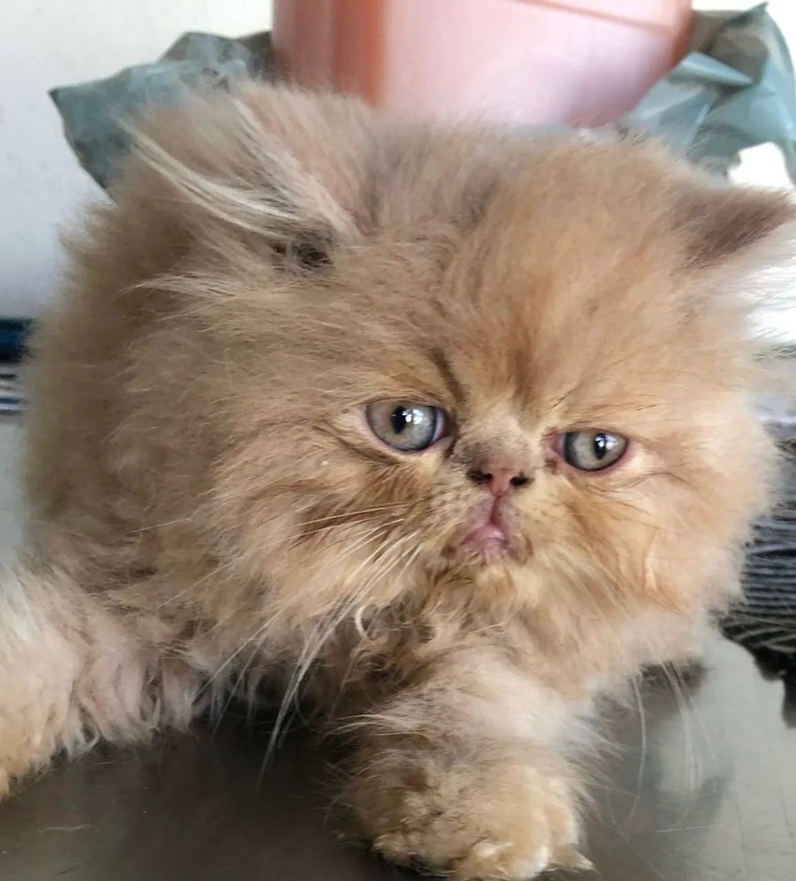 Gatos persa várias cores - Foto 5