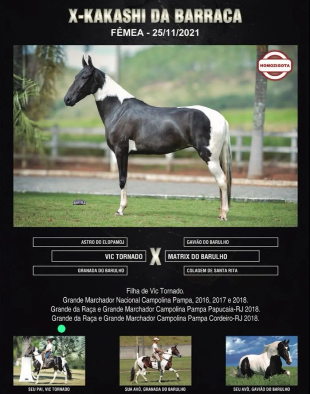 Cavalo / égua ( campolina marchador) - Foto 5