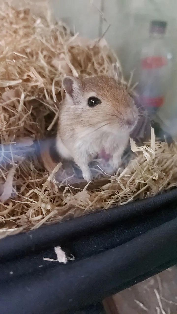 Esquilo da mongólia  GERBIL - Foto 6