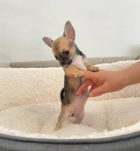 Chihuahua de pelo curto e pelo longo mais encantadores!