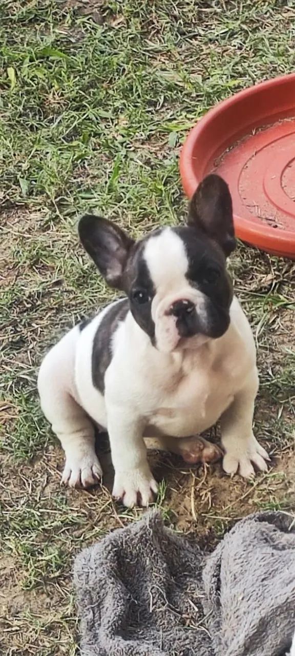 Último filhote Bulldog Francês macho - Foto 4