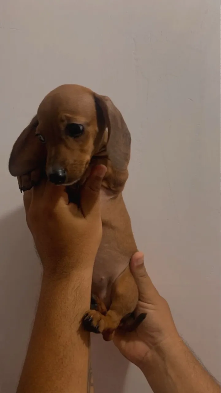 DACHSHUND-MINI FÊMEA