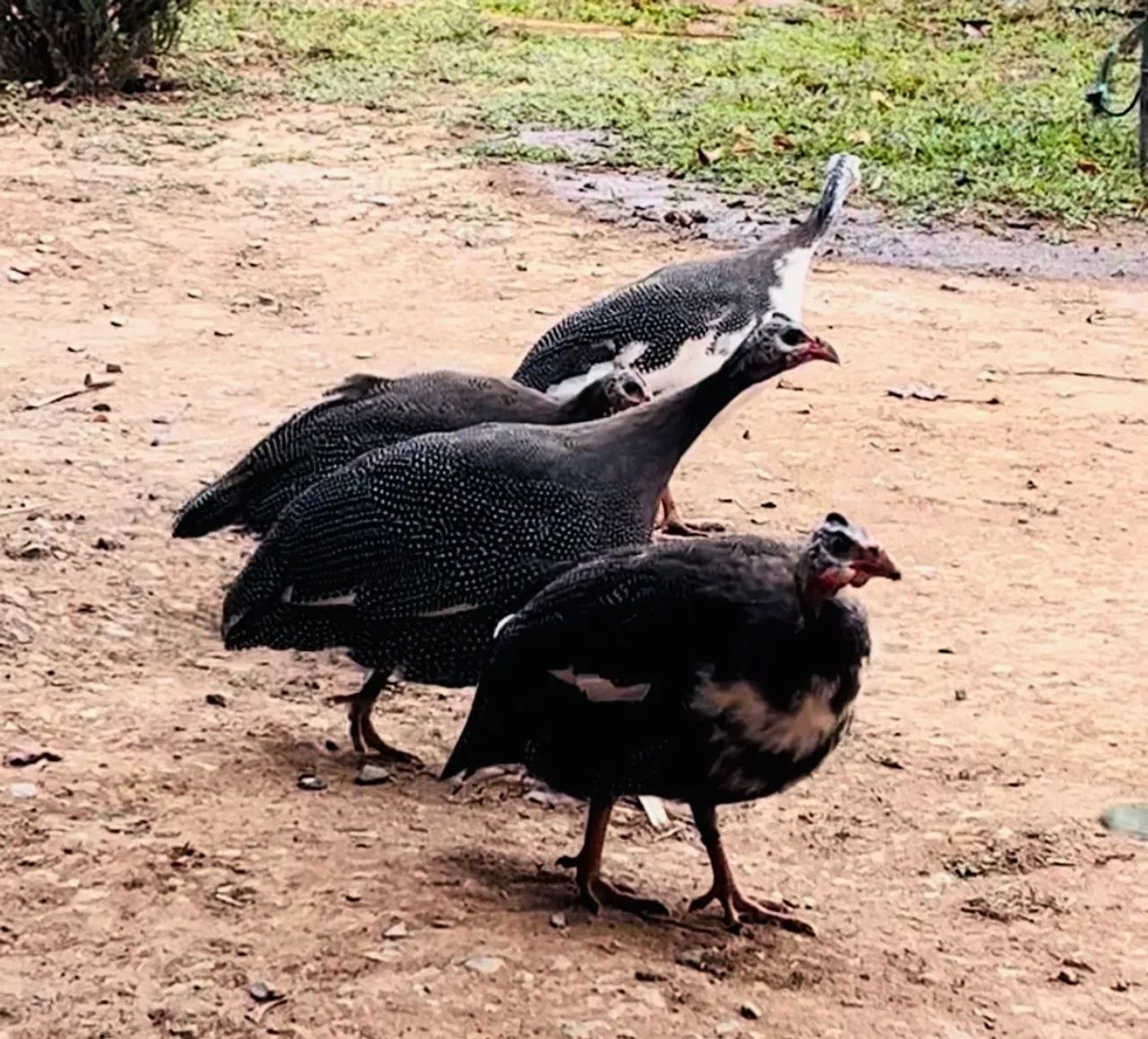 Ovos galinha Angola ( Cocás) 