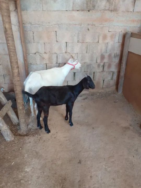 Cabras para venda - Foto 4